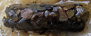 cased caddis