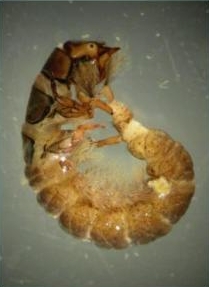 caseless caddis