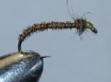 Cove's pheasant tail