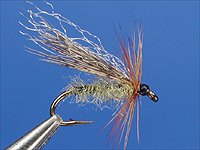 diving caddis