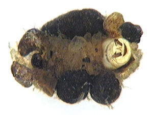 glossosoma bottom view