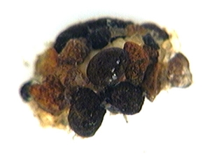 glossosoma top view