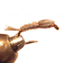 grey goose nymph