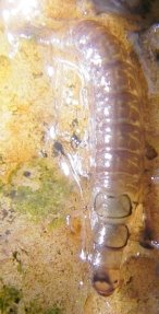 hydropsyche net spinning caddis