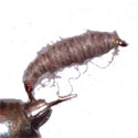 Sawyer's killer bug
