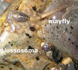 mayfly and glossosoma on stone