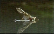 mayfly