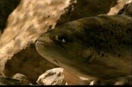 trout