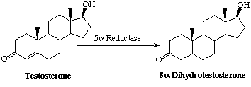 Dihydrotestosterone.gif (2432 bytes)